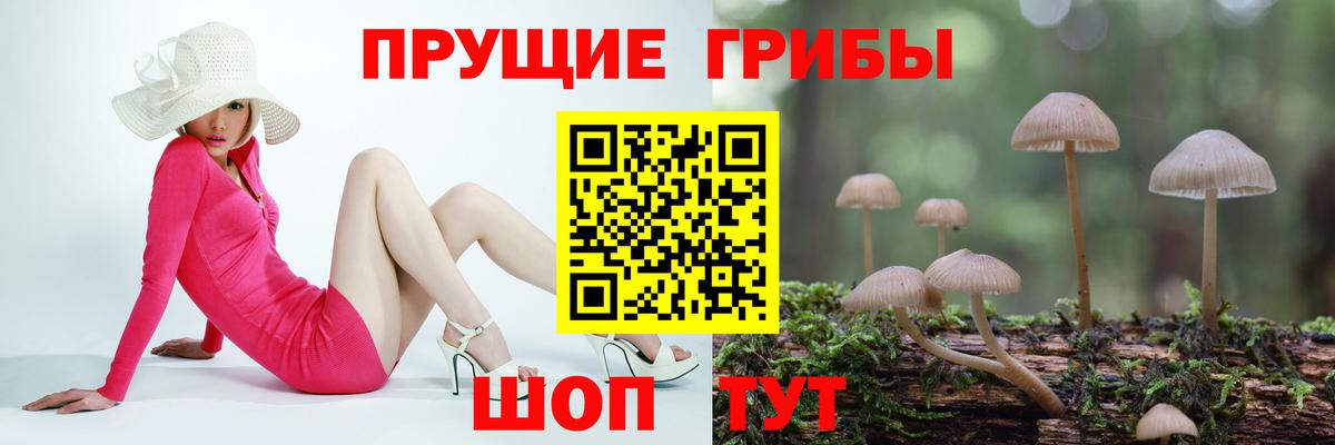 Галлюциногенные грибы прущие грибы  Вход с VPN  Бутурлиновка  Псилоцибиновые грибы Psilocybe 